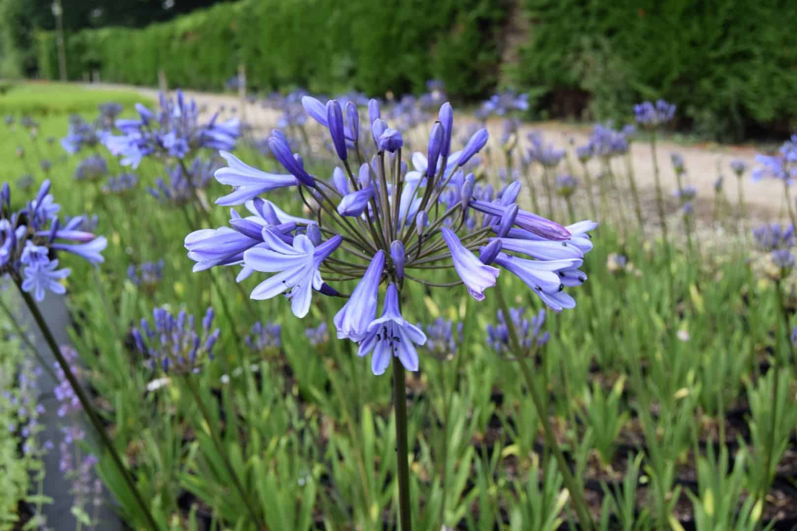 Agapanthus Headbourne Hybrids